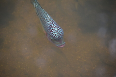 Amphilophus labiatus × cichlasoma trimaculatum
