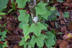 Dioscorea sansibarensis