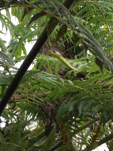 Common Tree Snake sighting