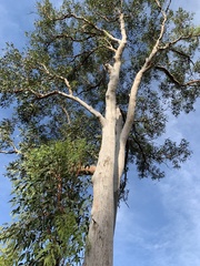 Eucalyptus hallii