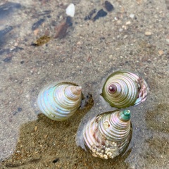 Micrelenchus purpureus