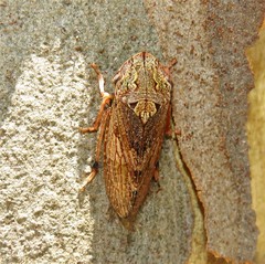 Stenocotis depressa
