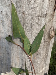 Eucalyptus hallii