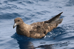 Stercorarius antarcticus