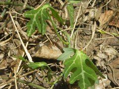 Adenia natalensis