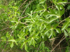 Adenia natalensis