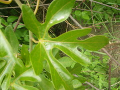 Adenia natalensis