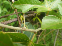 Adenia natalensis