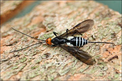 Callibracon capitator