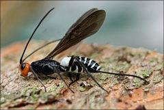 Callibracon capitator