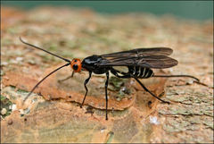 Callibracon capitator