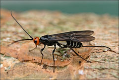 Callibracon capitator