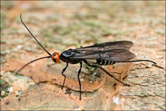 Callibracon capitator