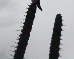 Didierea madagascariensis