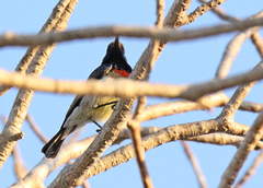 Cinnyris sovimanga apolis