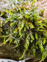 Cinclidotus fontinaloides