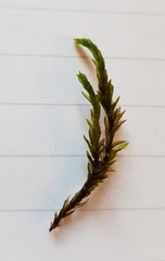 Cinclidotus fontinaloides