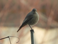 Phoenicurus ochruros