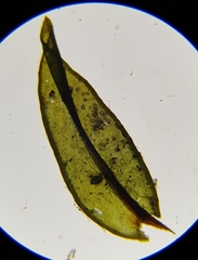 Cinclidotus fontinaloides