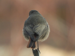 Phoenicurus ochruros
