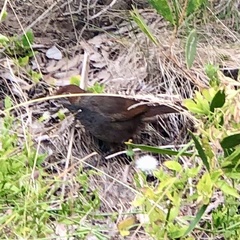 Dasyornis broadbenti