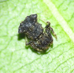 Arkys dilatatus