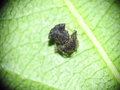 Arkys dilatatus