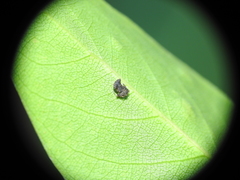 Arkys dilatatus