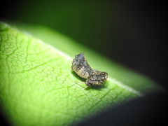 Arkys dilatatus