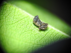 Arkys dilatatus