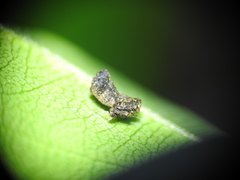 Arkys dilatatus