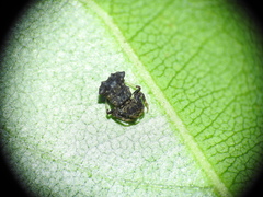 Arkys dilatatus