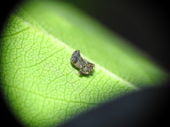 Arkys dilatatus