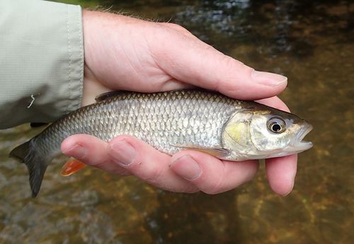European Chub, photo 4 of 9