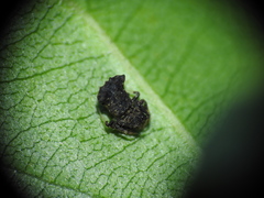 Arkys dilatatus