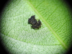 Arkys dilatatus