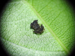 Arkys dilatatus