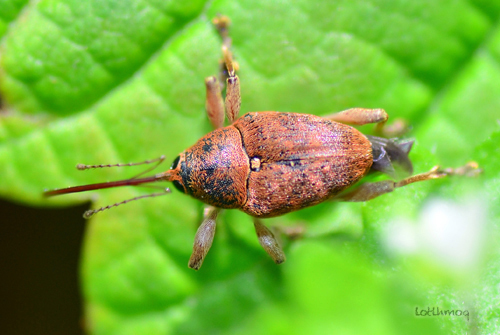 Acorn Weevil  NC State Extension Publications