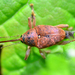 Acorn Weevil - Photo (c) Roland Kratzer, some rights reserved (CC BY-NC-SA)