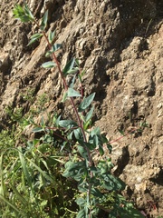 Clarkia unguiculata