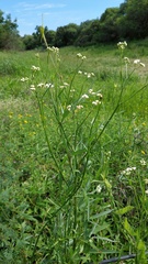 Baccharis vulneraria