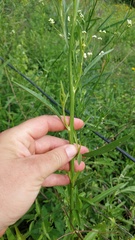 Baccharis vulneraria