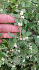 Alternanthera kurtzii