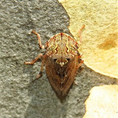 Stenocotis depressa