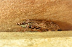 Stenocotis depressa