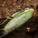 Cucaracha Verde - Photo (c) Meghan Cassidy, algunos derechos reservados (CC BY-SA), subido por Meghan Cassidy