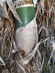 Bambusa dolichoclada