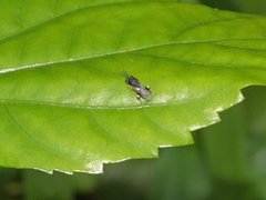 Brachymeria lasus