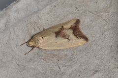 Ageletha elaeodes