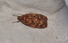 Barea phoenochyta